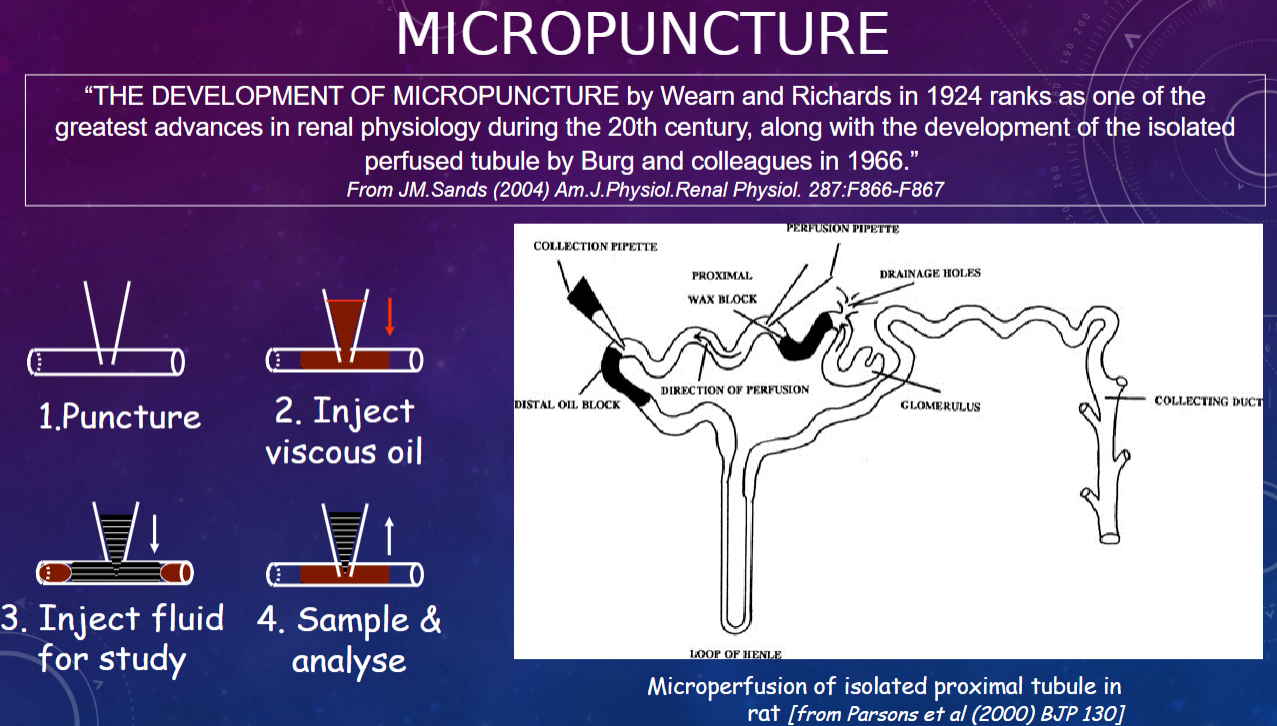 <p>𖹭 Micropuncture allows for precise puncturing of individual nephrons to collect samples directly from specific segments of the nephron, enabling detailed study of renal function at the microscale.</p>
