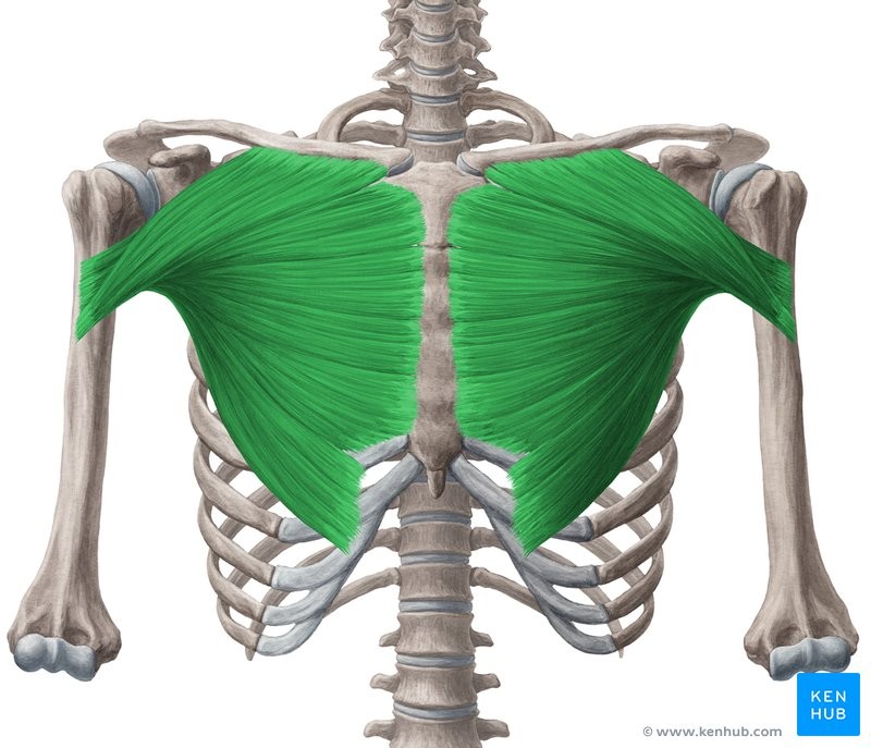 <p>CAF</p><p>Clavicle, sternum, costal cartilage, true ribs</p><p>Anterior aspect of proximal end of humerus</p><p>Flexes, adducts and medially rotates humerus</p><p>Shoulder</p>