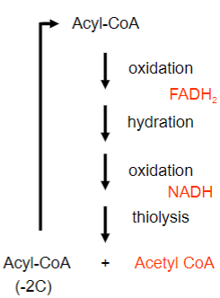 <p>• Acyl-CoA degraded by sequential removal of two carbon units</p><p>• As a result, FADH2, NADH and acetyl-CoA are produced</p><p>• FADH2, NADH form ATP</p><p>• In the liver, Acetyl-CoA does not enter citric acid cycle</p><p>• In non-hepatic tissue, complete oxidation of palmitate yields 106 molecules of ATP</p><p>• Odd chain length yield propionyl-CoA in the last round of oxidation</p><p>• Propionyl-CoA is converted to oxaloacetate and used for gluconeogenesis</p><p>• Odd numbered double bonds are removed by isomerase and even double bonds by reductase and isomerase</p>