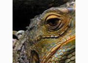 <p>iguana</p>