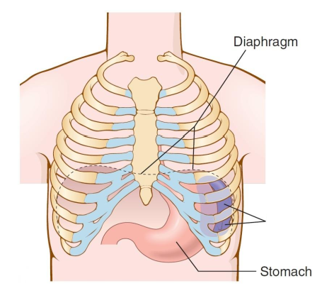 <p>What is this organ?</p>