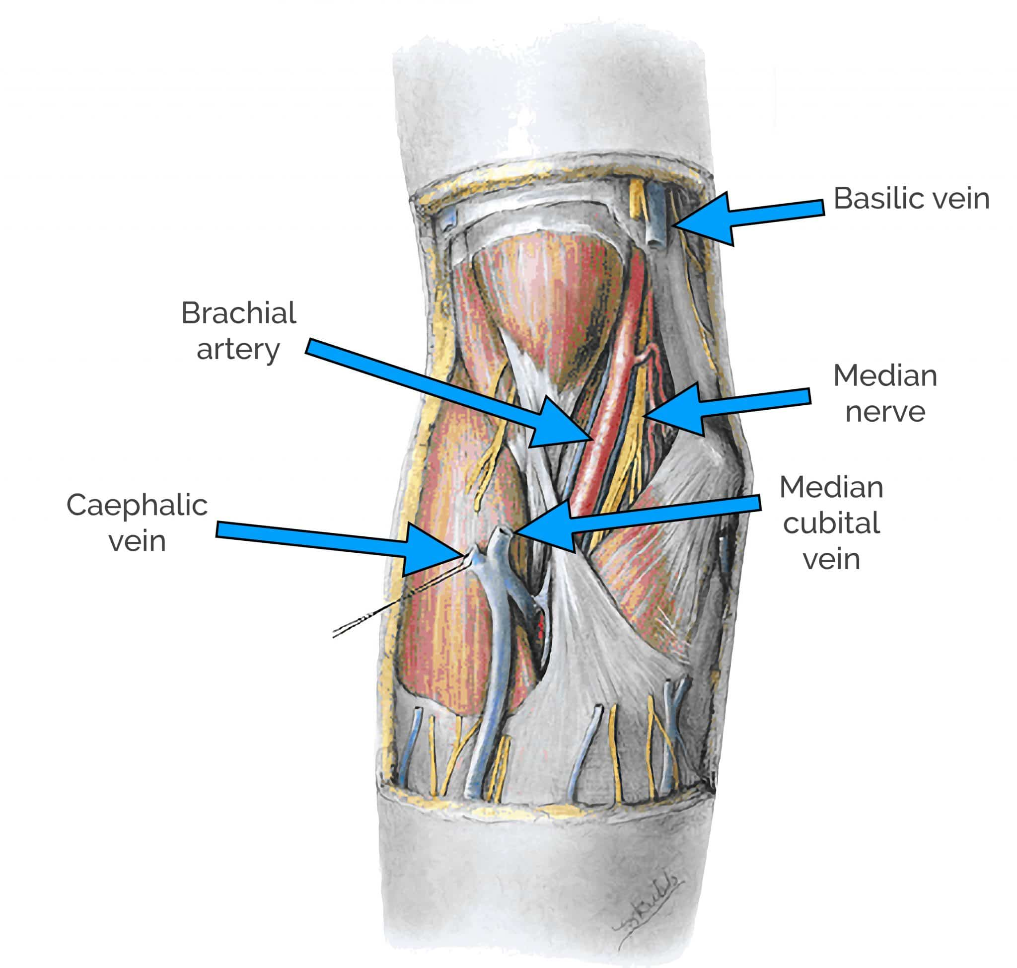 <p>The median cubital vein runs superficially to the bicipital aponeurosis, thereby protecting arteries and nerves when drawing blood.</p>