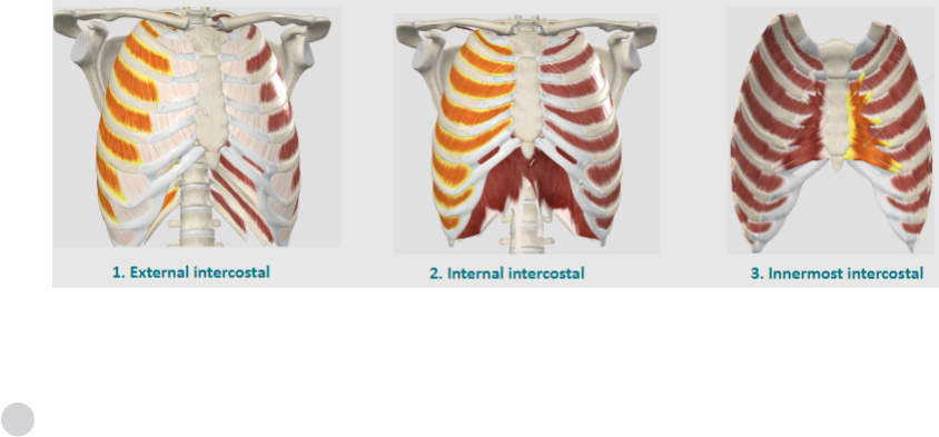 <p>The external intercostal muscles function to <strong>elevate the ribs during inhalation</strong>.</p>