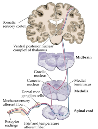 <p><strong>Primary afferents</strong> enter the spinal cord and ascend ipsilaterally to the brain stem.</p><p><strong>First synapse</strong> occurs in the dorsal column nuclei of the medulla.</p><p><strong>Second-order neurons</strong> cross over (decussate) and ascend contralaterally to the thalamus.</p><p><strong>Second synapse</strong> takes place in the ventral posterior (VP) nuclei of the thalamus.</p><p><strong>Third-order neurons</strong> project to the primary somatosensory cortex.</p>