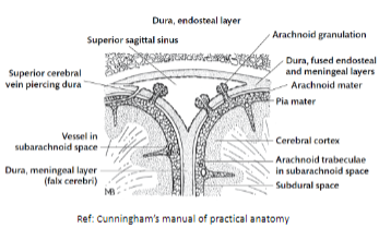 <p>Arachnoid granulations are bulbous projections of the arachnoid mater found in venous sinuses like the superior sagittal sinus.</p><p>They allow excess CSF to drain from the subarachnoid space into the venous sinuses.</p><p>These granulations contain smaller structures called <strong>arachnoid villi</strong> (finger-like projections).</p><p>The tips of arachnoid villi have perforations that facilitate communication between the subarachnoid space (where CSF is located) and the venous sinuses.</p><p>This process helps regulate CSF pressure and maintains fluid balance in the central nervous system.</p>