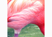 <p>flamingo</p>