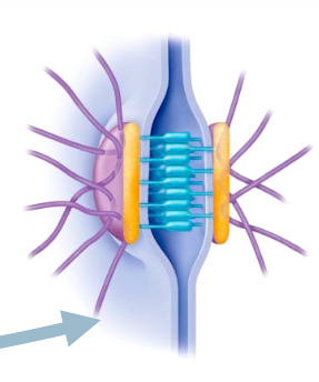 <p>What cell junction is this?</p>