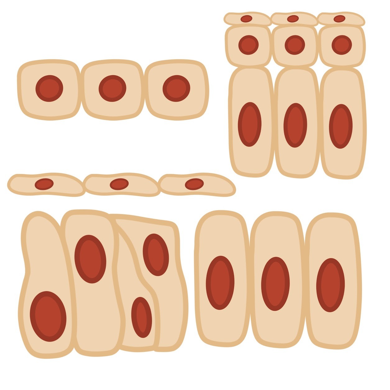 <p>Covers the <span class="tt-bg-green">outside of the body</span> and lines the organs &amp; cavities within the body; closely joined</p>