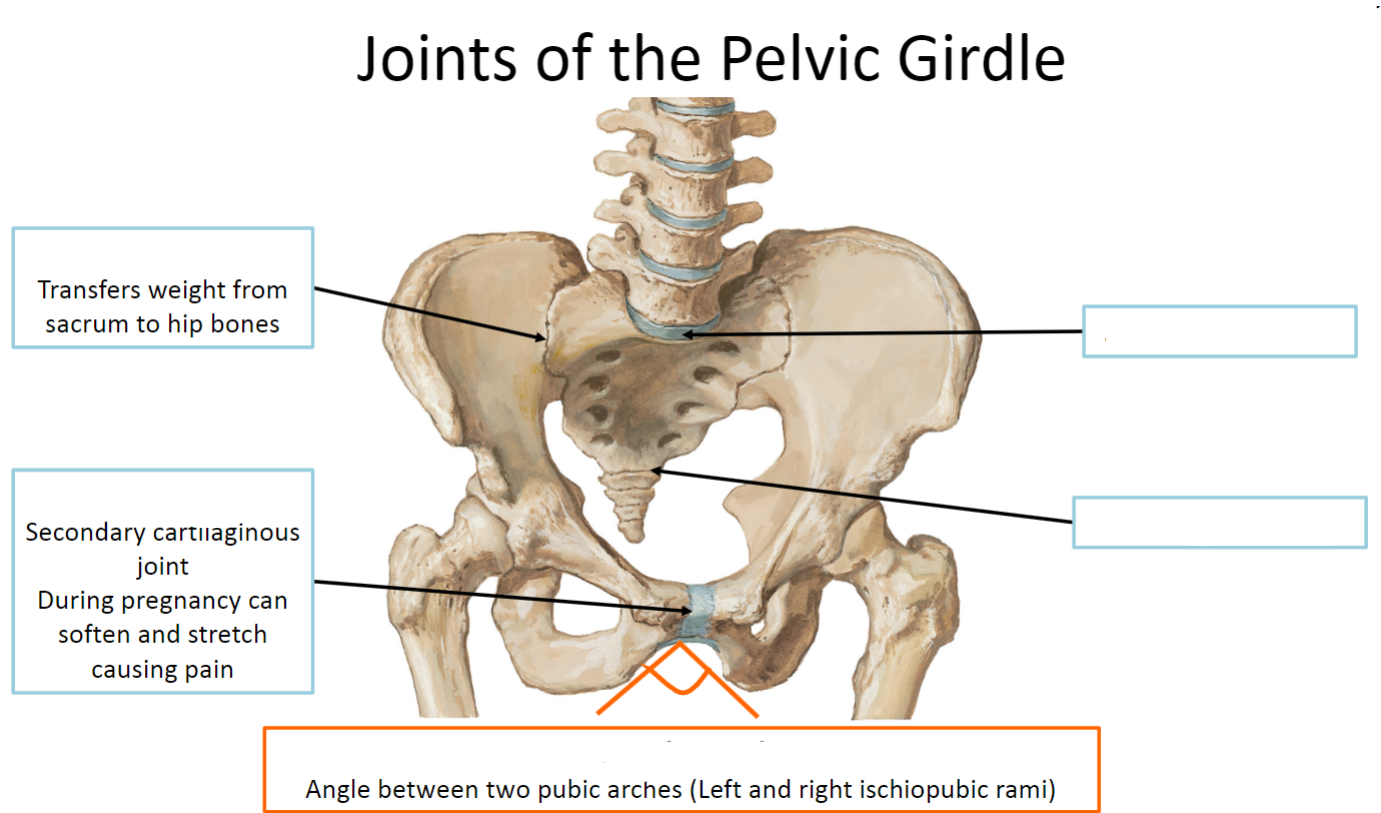 <p>Label the joints of the Pelvic Girdle (5)</p>