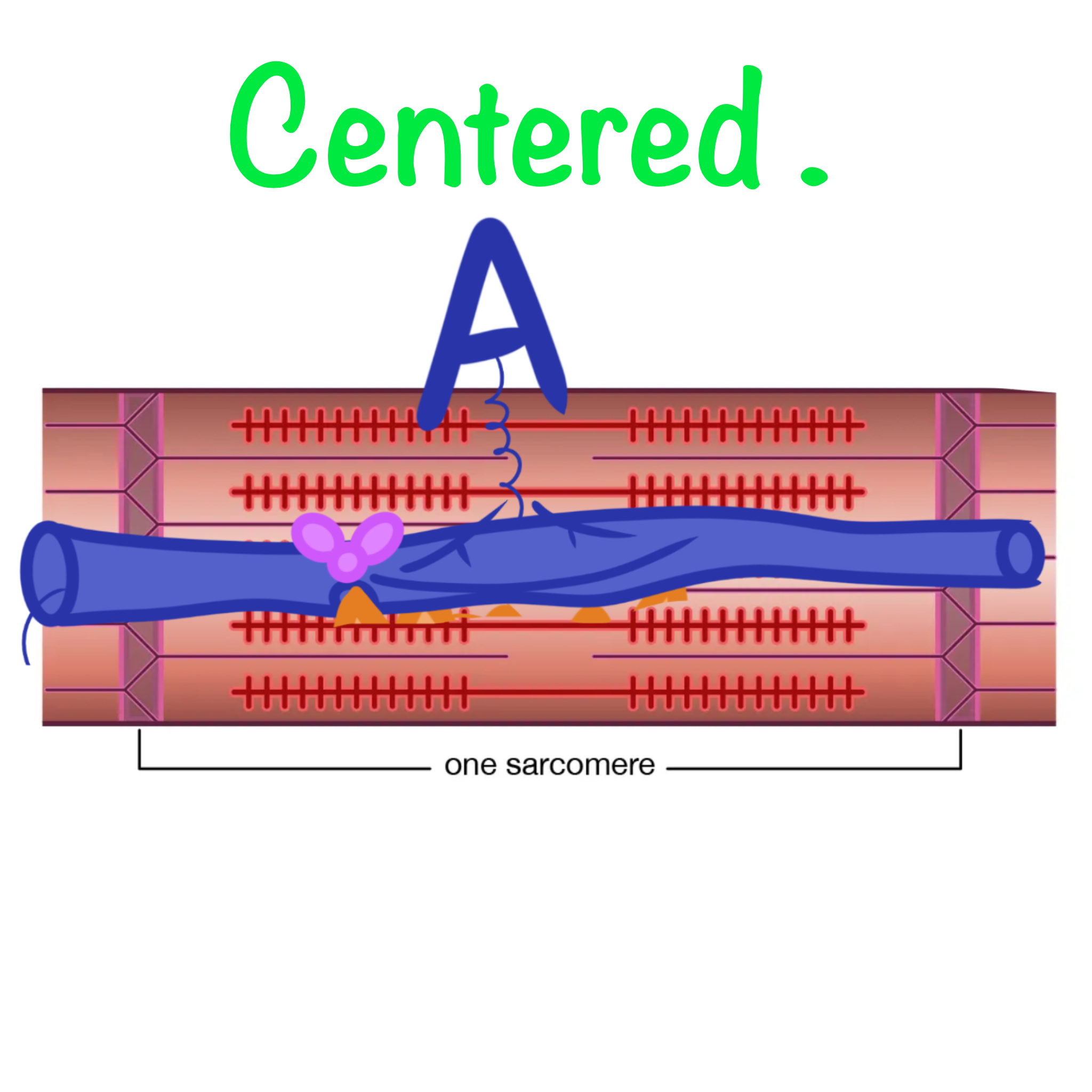 <p><span class="tt-bg-blue">Myosin head rotates </span>towards the center of the sacromere (Power stroke); <span class="tt-bg-blue">thin</span> filament moves <span class="tt-bg-blue">toward the center</span> of the sarcomere. </p>