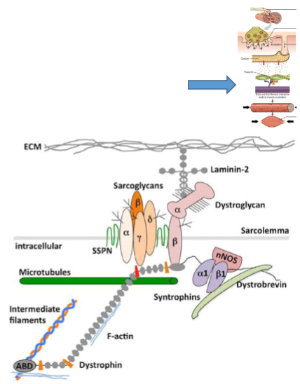 <p><strong>Largest gene in humans</strong>: The <strong>dystrophin gene</strong> contains 79 exons and spans over <strong>2,200 kb</strong>, accounting for about <strong>0.1% of the human genome</strong>.</p><p><strong>Location</strong>: Found on the <strong>short arm of the X chromosome</strong>, which explains why the disease predominantly affects <strong>males</strong>.</p><p><strong>Mutations</strong>: <strong>Mutations</strong> lead to <strong>premature stop codons</strong>, resulting in <strong>truncated dystrophin proteins</strong> that are <strong>functionally ineffective</strong> in muscle cells.</p>