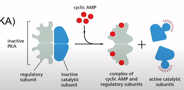 <p>Two Regulatory Subunits</p><p>Two Catalytic Subunits </p>