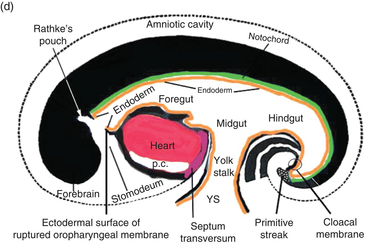 <p>The anterior lobe (adenohypophysis) is derived from an invagination of the roof of the embryonic oropharynx known as Rathke’s pouch.</p>