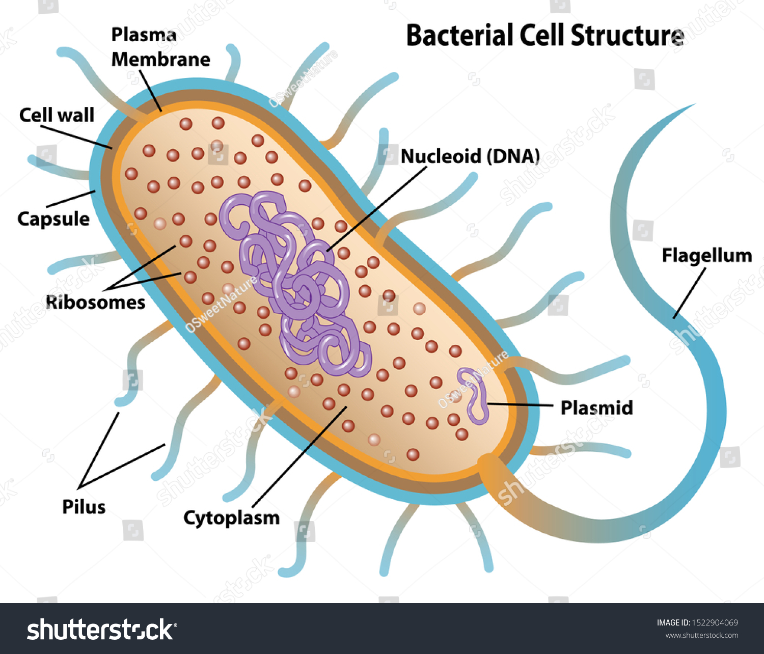 <p><u>Internal</u></p><p>Chromosome (1 or 2)</p><p>Plasmid</p><p>Cytoplasm</p><p>Nucleoid region</p><p>Ribosomes</p><p>Storage granules (inclusion bodies)</p><p>NO MITOCHONDRIA</p><p><u>Cell Wall</u></p><p>Cell membrane (outer &amp; inner)</p><p>Periplasmic space (Gram negatives)</p><p>Peptidoglycan</p><p><u>Appendages</u></p><p>Flagella</p><p>Fimbriae</p><p>Pili</p><p>Capsule (Glycocalyx)</p>