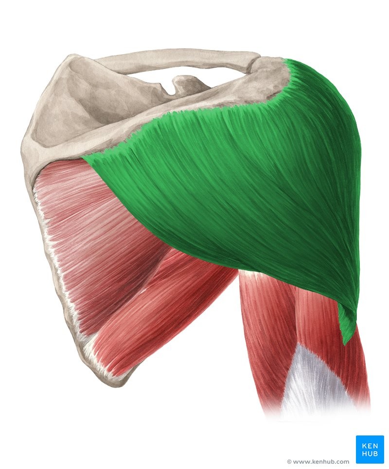 <p>CDF</p><p>Clavicle and spine of scapula</p><p>Deltoid tuberosity and humerus</p><p>Flexes, adducts and medially rotates humerus</p><p>Lateral shoulder</p>