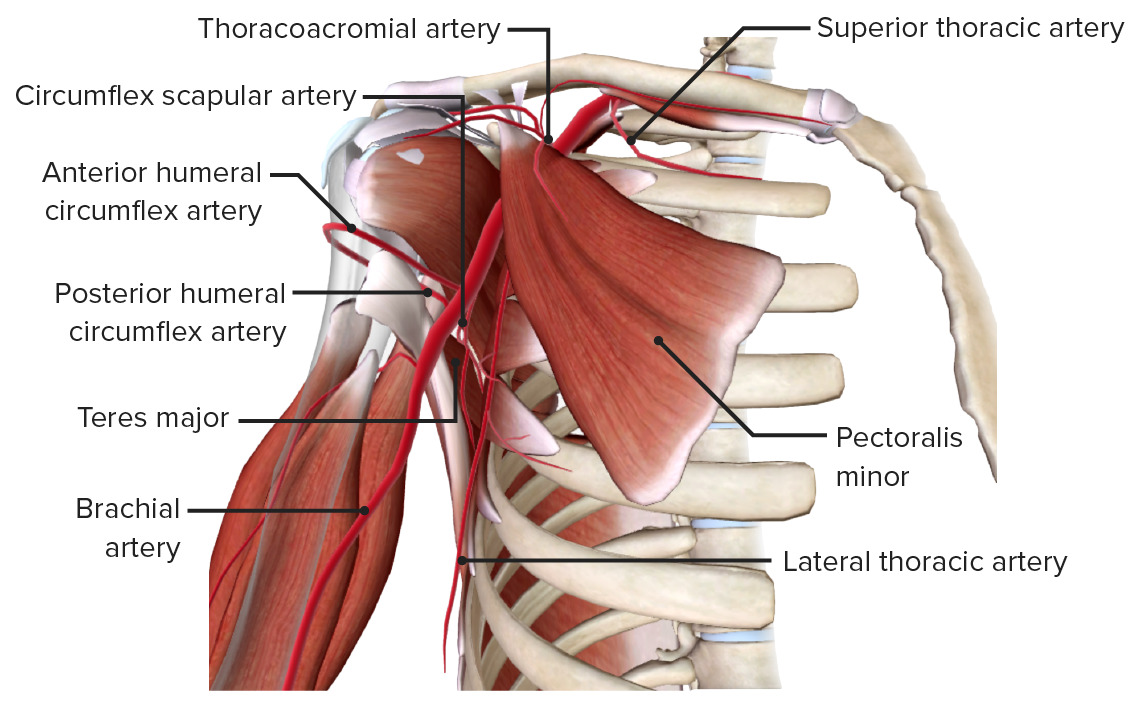 <p>The axillary artery becomes the brachial artery at the inferior border of the teres major muscle.</p>