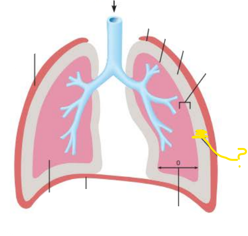 <p>_____________ ____________</p><p>Pressure in the pleural cavity&nbsp;</p><p>Always 4mm Hg less than Ppul</p><p>(756 mm Hg)</p>