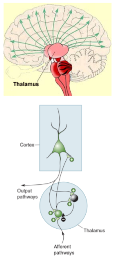 <p>The thalamus acts as a pacemaker by coordinating rhythms and passing them to the cortex via thalamocortical axons.</p>