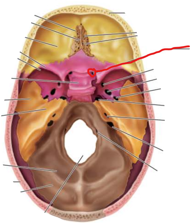 <p>Optic Foramen</p>