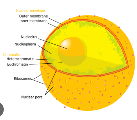 <p>allows small molecules like proteins and RNA in and out of the nucleus </p>