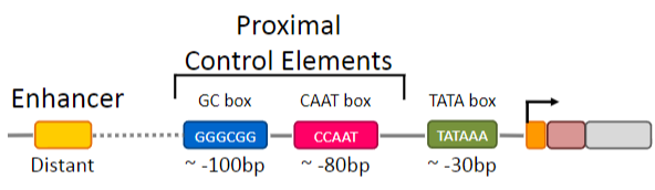 <p>GC Box and the CAAT Box</p><p></p><p>+Additional upstream sequences are needed for gene-specificregulation of transcription</p>