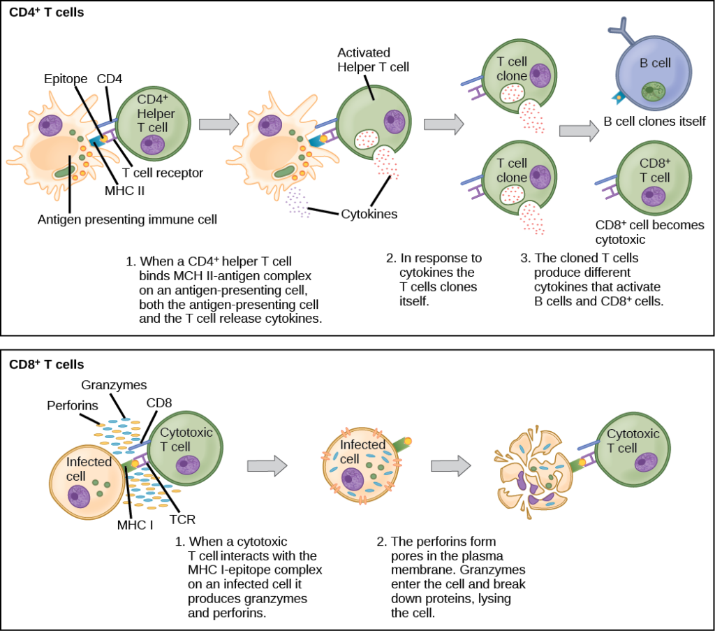 <p>-Depending on how antigen is presented, different T cells are engaged, leading to differentT cell responses</p><p></p><p>+Mature helper T cells secrete cytokinesto “help” (activate) macrophages, Bcells and other T cells</p><p></p><p>+Mature cytotoxic T cells killtarget cells using cytokines,cytotoxic granules and thecaspase cascade</p>