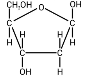 <p>Deoxyribose</p>