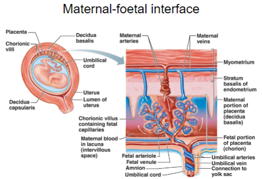 <p>The maternal-fetal interface refers to the area where the maternal and fetal tissues meet, facilitating nutrient and gas exchange.</p><p>It consists of the placenta, which serves as a barrier between the mother and fetus.</p><p>The interface is responsible for the exchange of oxygen, nutrients, waste, and hormones between the maternal and fetal circulations.</p>