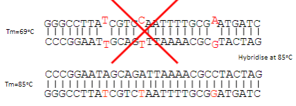 <p>Complementarity and melting temperature (Tm) determine the specificity of DNA hybridisation; mismatches reduce Tm, while perfect matches are thermodynamically favoured.</p>