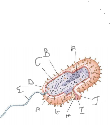 What is organelle is "A"?