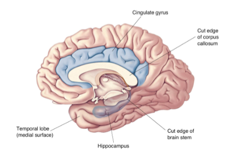 <p><strong>Broca’s Limbic Lobe</strong>:</p><p><strong>Limbus</strong> (Latin) means "border," referring to the primitive cortical gyri that form a ring around the brainstem.</p><p><strong>Includes</strong>:</p><p>The <strong>parahippocampal gyrus</strong></p><p>The <strong>cingulate gyrus</strong></p><p>The <strong>subcallosal gyrus</strong></p>