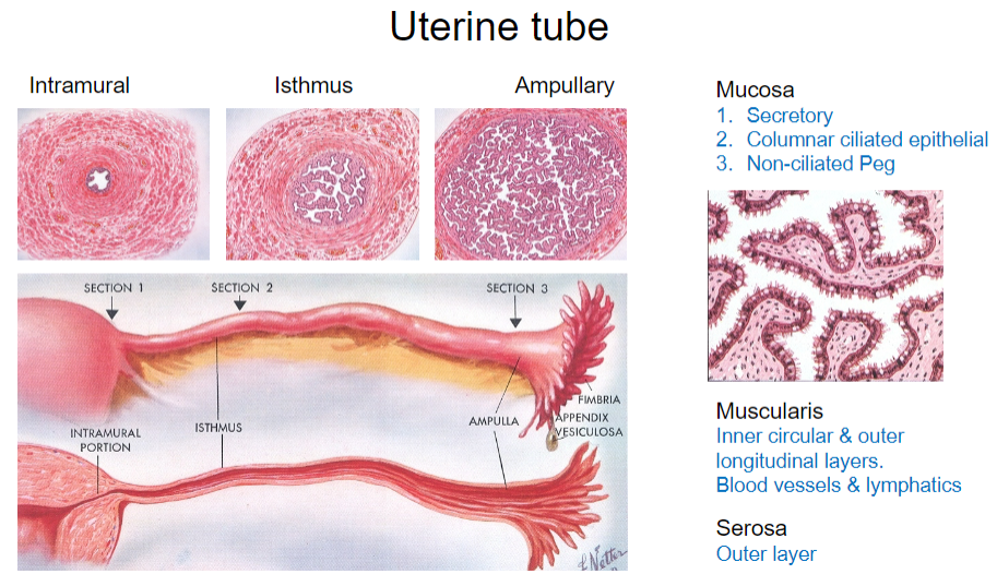 <p>Secretory cells</p><p>Columnar ciliated epithelial cells</p><p>Non-ciliated peg cells</p>