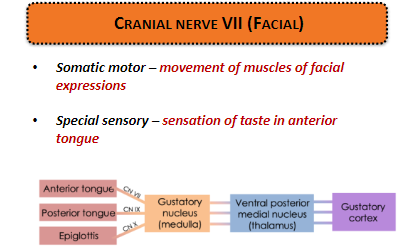 <p><strong>Somatic motor:</strong> Controls movement of muscles for <strong>facial expressions</strong>.</p><p><strong>Special sensory:</strong> Provides sensation of <strong>taste in the anterior tongue</strong>.</p>