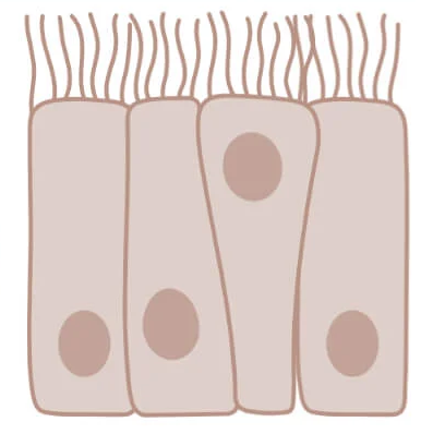 <p>They are cells that appear to have multiple layers, but only have one, and are column-shaped. They have cilia on the surface.</p>