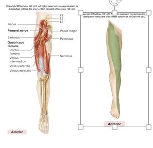 <p>L2-L4</p><p><strong><u>Motor Innervation</u></strong></p><p><strong>Anterior thigh muscles</strong></p><p>Quadriceps femoris (<em>knee extensor</em>)</p><p>Rectus femoris</p><p>Vastus medialis Iliopsoas (<em>hip flexor</em>)<em> </em>Sartorius </p><p><strong><u>Cutaneous Innervation</u></strong></p><p>Anterior thigh</p>