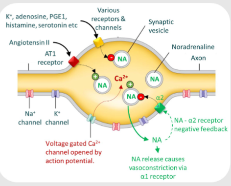 <p>Via a2 receptors to limit its own release</p>