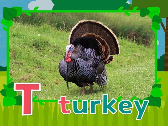 <p>turkey</p>