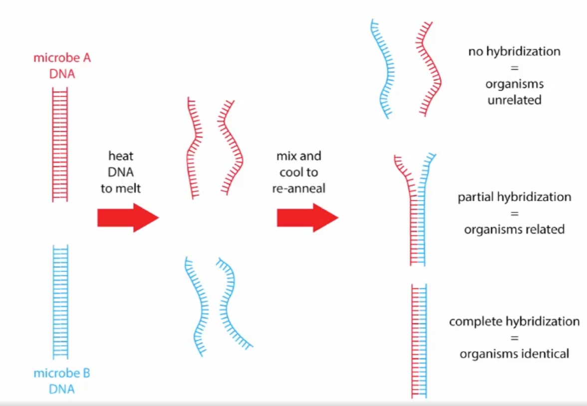 <p>DNA DNA hybridization</p>