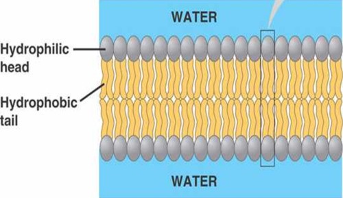 a double layer of phospholipid molecules that form membranes in cells