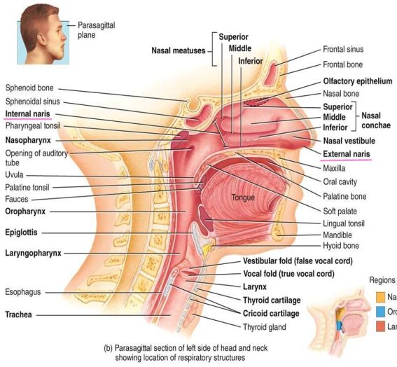 <p>Protrusions - conchae (superior, middle, inferior)</p><p>Passageways - meatus (superior, middle, inferior)</p>