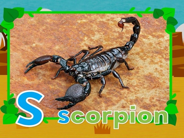<p>scorpion</p>