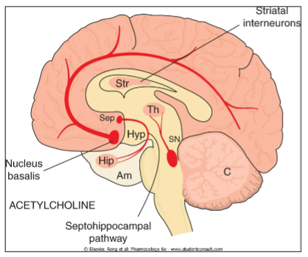 <p><strong>Roles of ACh:</strong></p><p><strong>Memory and Learning</strong></p><p><strong>Motor Control</strong> (e.g., striatum)</p><p><strong>Reward</strong></p><p><strong>Arousal</strong></p><p><strong>Conditions associated with dysregulation:</strong></p><p><strong>Alzheimer's Disease</strong></p><p><strong>Pain</strong></p><p><strong>Addiction</strong></p><p><strong>Epilepsy</strong> (e.g., nAChR gene mutations)</p><p><strong>Schizophrenia</strong></p><p><strong>ADHD</strong></p><p><strong>Depression</strong></p><p><strong>Anxiety</strong></p>