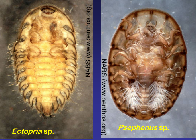 <p>Psephenidae</p>