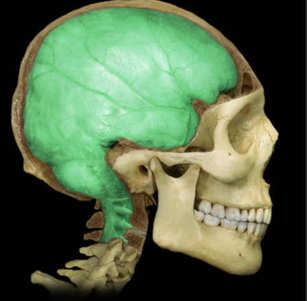 <p>What is the Dura Mater?</p>