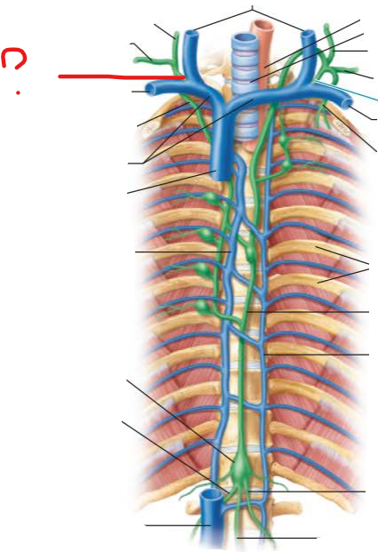 <p><em>state the name and flow of lymph</em></p>