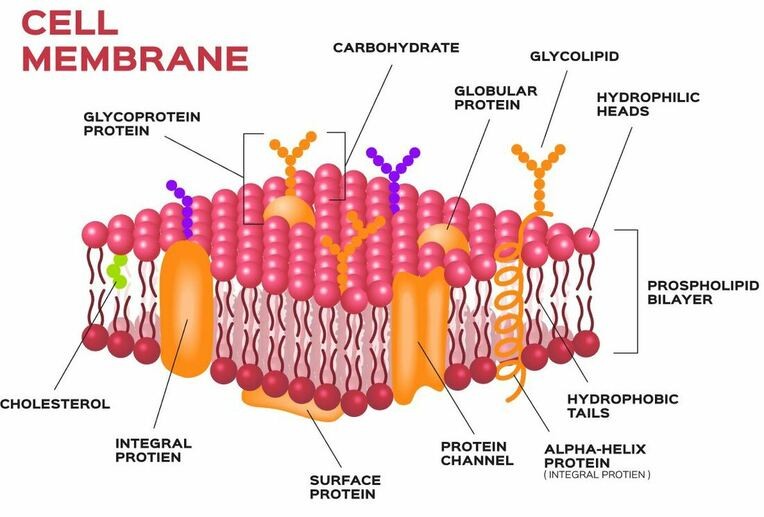<p>-They occur only on the external surface of cell</p><p>-The carbohydrate groups are attached to proteins and lipids by a process called glycosylation</p><p>-They may contain 2-60 monosaccharide units, either branched or straight</p><p>-The carbohydrate gives a cell identity; the distinguishing factor for human blood types</p>