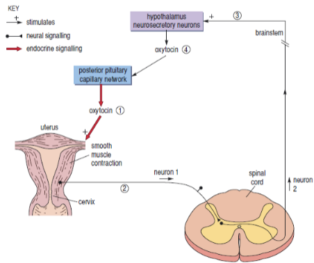 <p><u>The positive feedback loop controlling uterine contractions during labor by oxytocin involves the following steps:</u></p><p><strong>✰Stimulation of Uterine Muscles</strong>: Oxytocin stimulates the contraction of uterine muscles.</p><p><strong>✰Cervical Dilation and Activation of Stretch Receptors</strong>: As the cervix dilates during labor, stretch receptors are activated.</p><p><strong>✰Signaling to the Hypothalamus</strong>: Action potentials generated by the stretch receptors signal to the hypothalamus.</p><p><strong>✰Further Release of Oxytocin</strong>: In response to the signals from the stretch receptors, the hypothalamus stimulates further release of oxytocin, intensifying uterine contractions.</p>