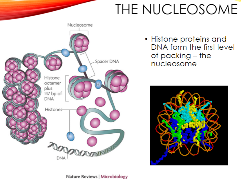 <p>The genome is packaged into the nucleosome, where histone proteins and DNA form the first level of packing.</p><p>Nucleosomes are further wound into 30nm fibers.</p><p>These fibers are packaged with scaffold proteins to form higher-order structures, with chromosomes being the densest form of genomic DNA.</p>