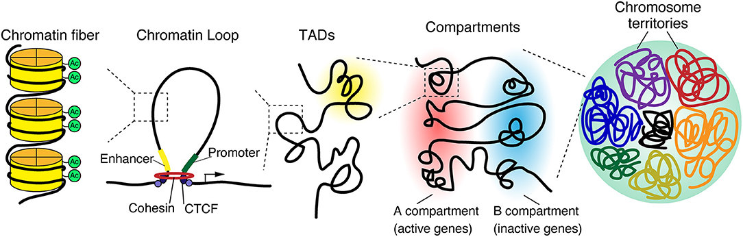 <p><strong>-Chromatin loop formation (looping)</strong>: occurs when stretches of<span class="tt-bg-yellow"> genomic sequence that reside on the same chromosome are in close physical proximity</span> to each other.</p><p><strong>-Cohesin:</strong> <span class="tt-bg-red">protein ring</span> that binds to DNA and facilitates<span class="tt-bg-red"> loops</span></p>