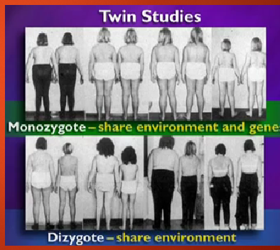 <p><strong>Genetic basis of obesity</strong>: Obesity is strongly genetic, with twin studies showing 70-80% of body shape is genetically determined.</p><p><strong>Adoption studies</strong>: These studies suggest 30-40% of obesity is genetic, showing the importance of genetics over environmental factors.</p><p><strong>Family studies</strong>: Show a genetic contribution of 40-60% to obesity, supporting the hereditary link.</p><p><strong>GWAS for obesity</strong>: GWAS can help identify genetic variants associated with obesity by analyzing large populations, providing insights into genetic predisposition.</p>